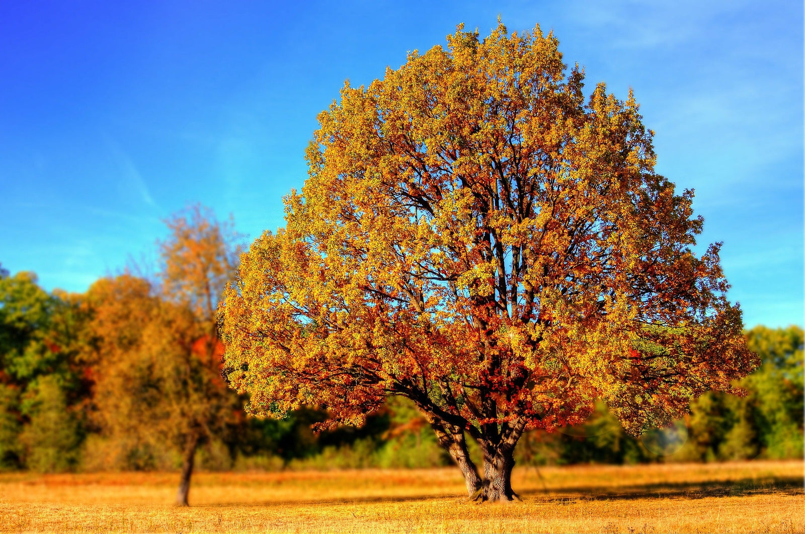 Orangene Bäume im Herbst