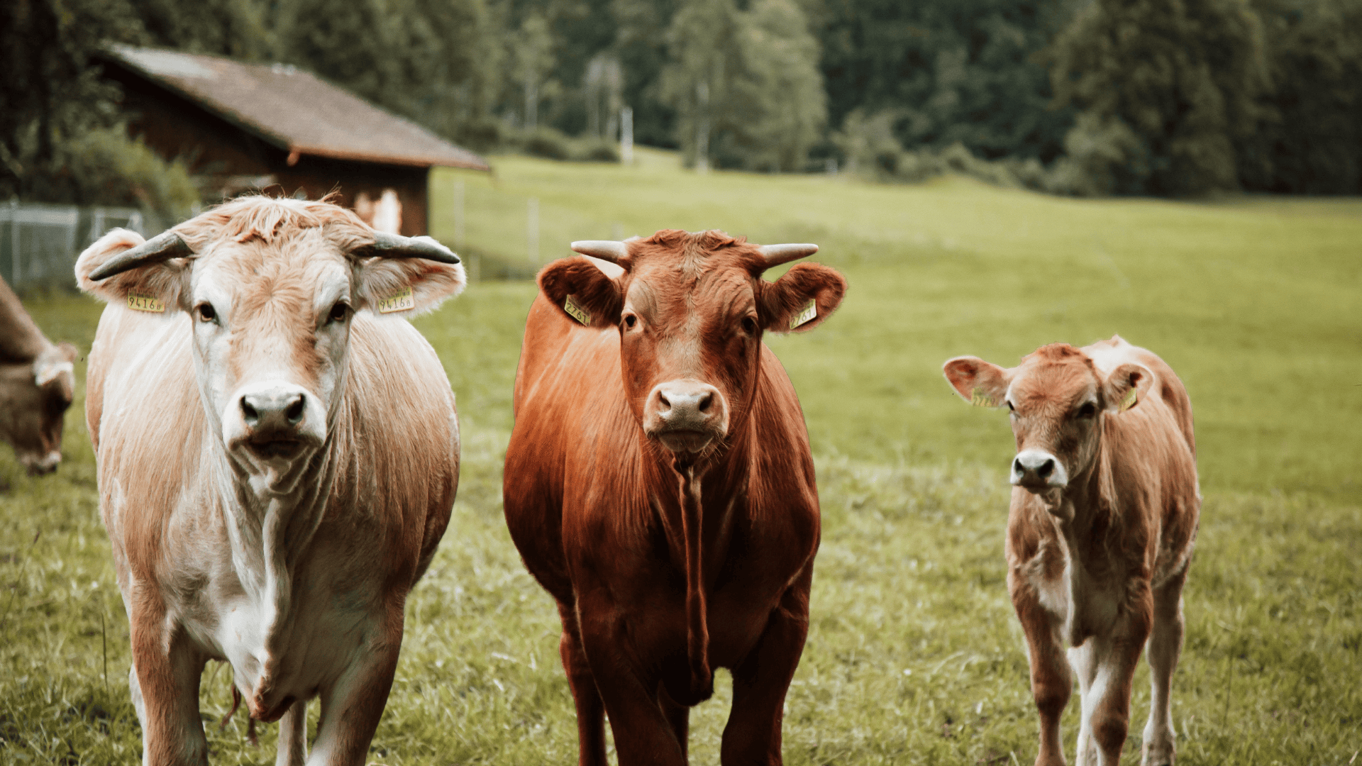 Immunsystem staerken mit Colostrum