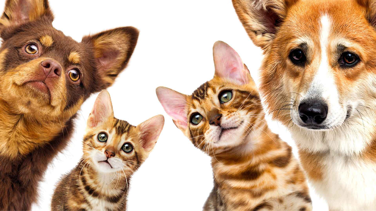 Zwei Katzen in der Mitte und je ein Hund rechts und links