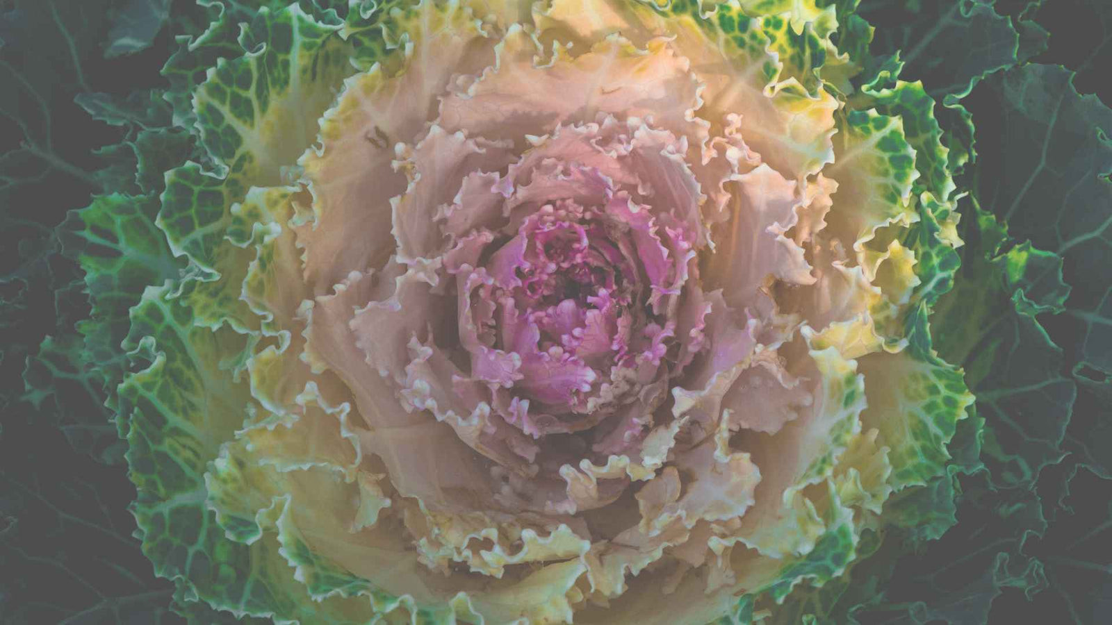 bild eines mehrfarbigen Kohlkopfs