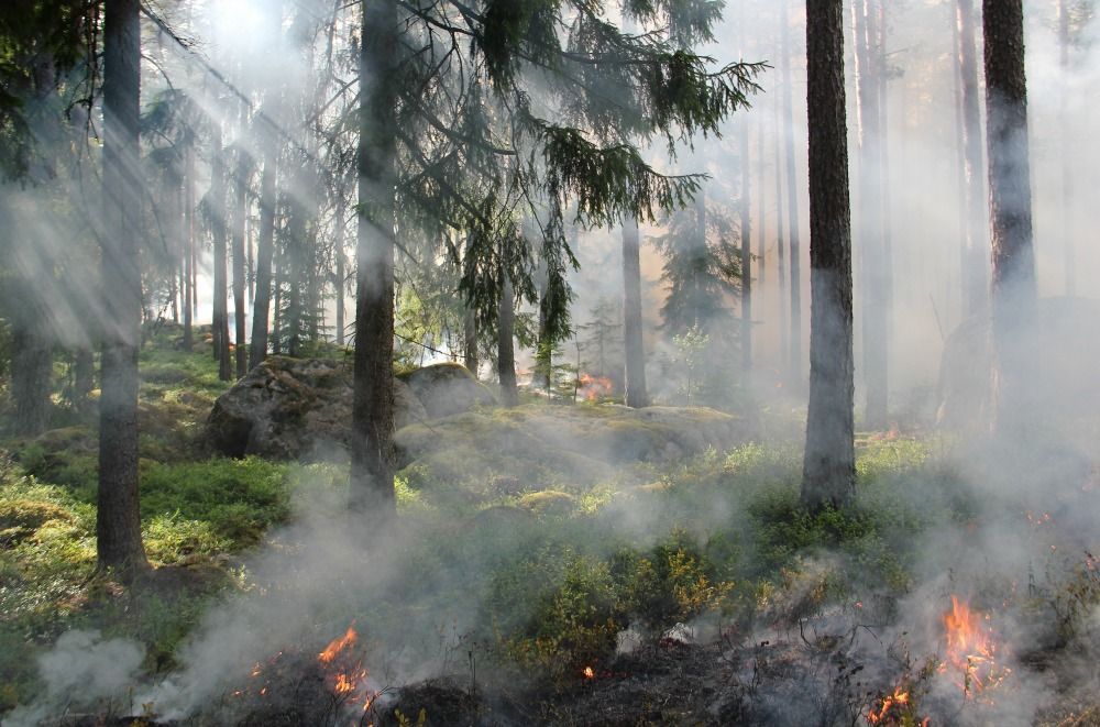 Waldbrand der gerade beginnt in grünem Nadelwald