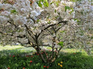 Blühender Kirschbaum im Frühling bei Sonnenschein