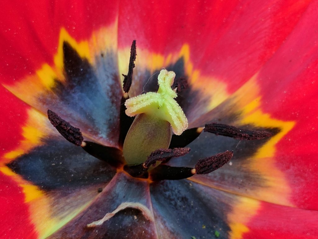 Blühende Blüte einer roten Blume verursacht Pollen