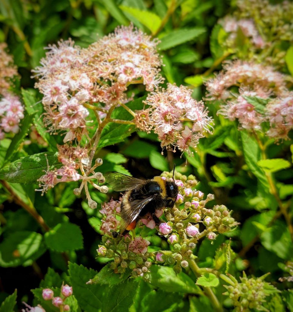 Biene auf blühender Blume
