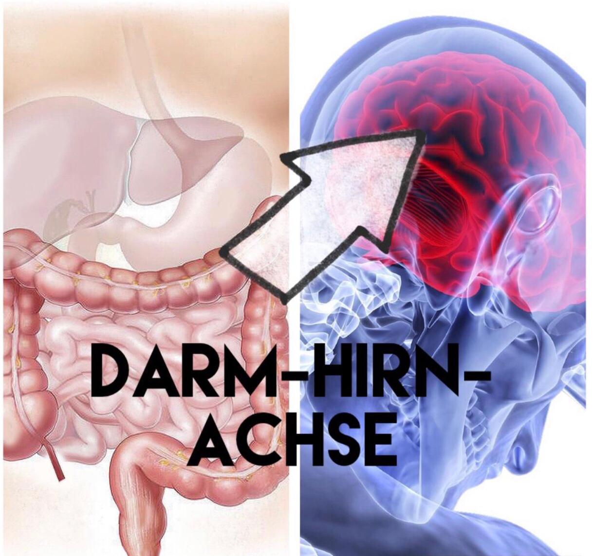 Darm-Hirn-Achse – Der Darm als unser zweites Gehirn