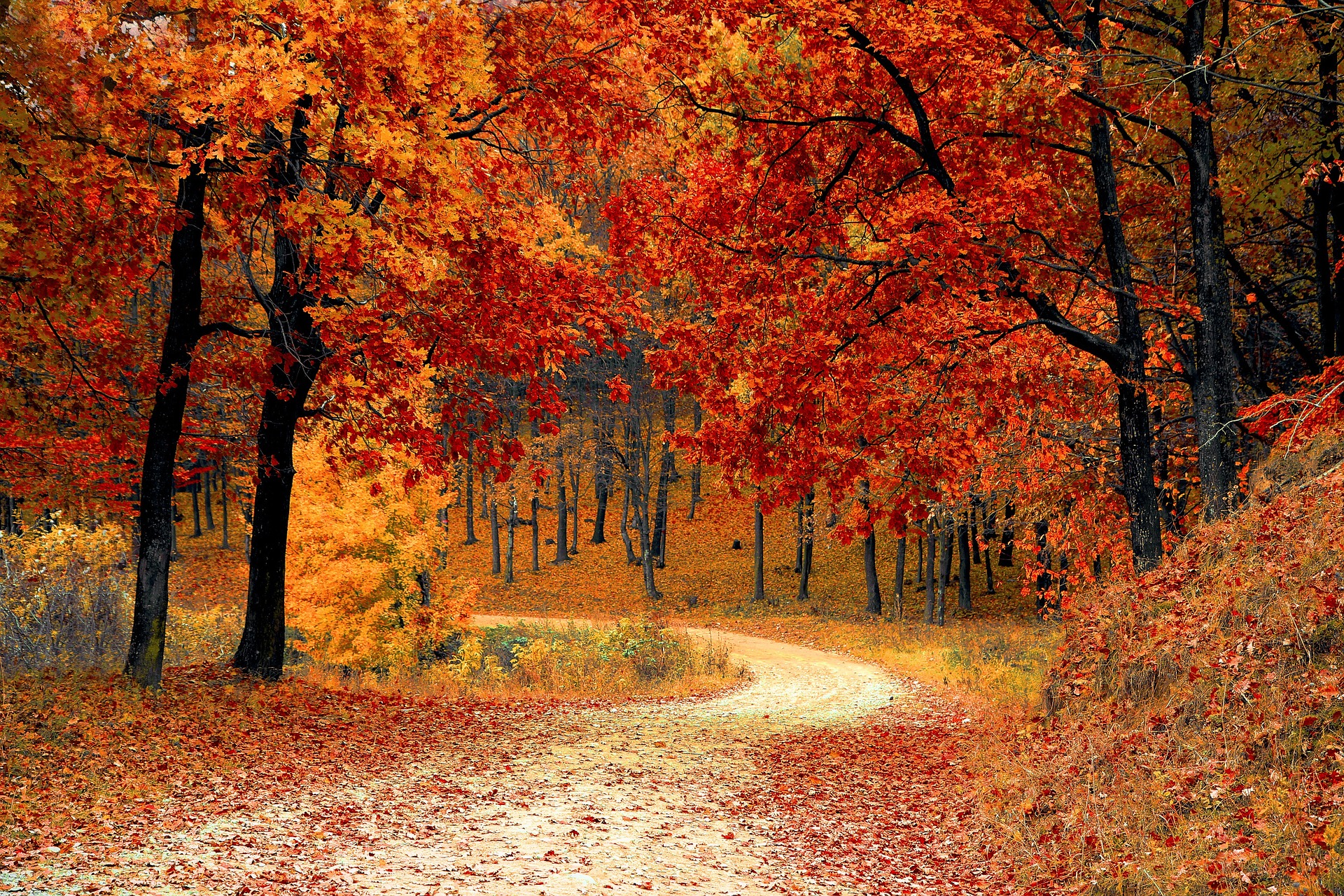 Herbstwald mit farbenprächtigen Bäumen