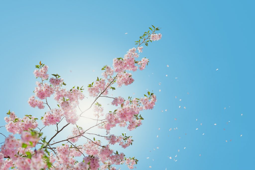 Blühender Kirschbaum vor blauem Himmel