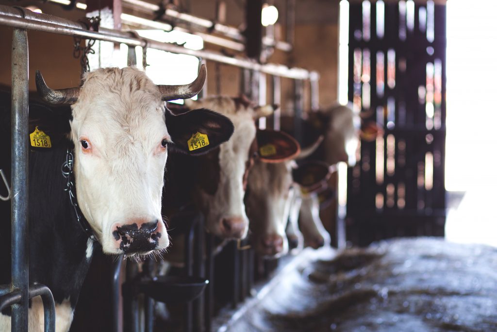 Kühe im Stall bei Behandlung mit Antibiotika