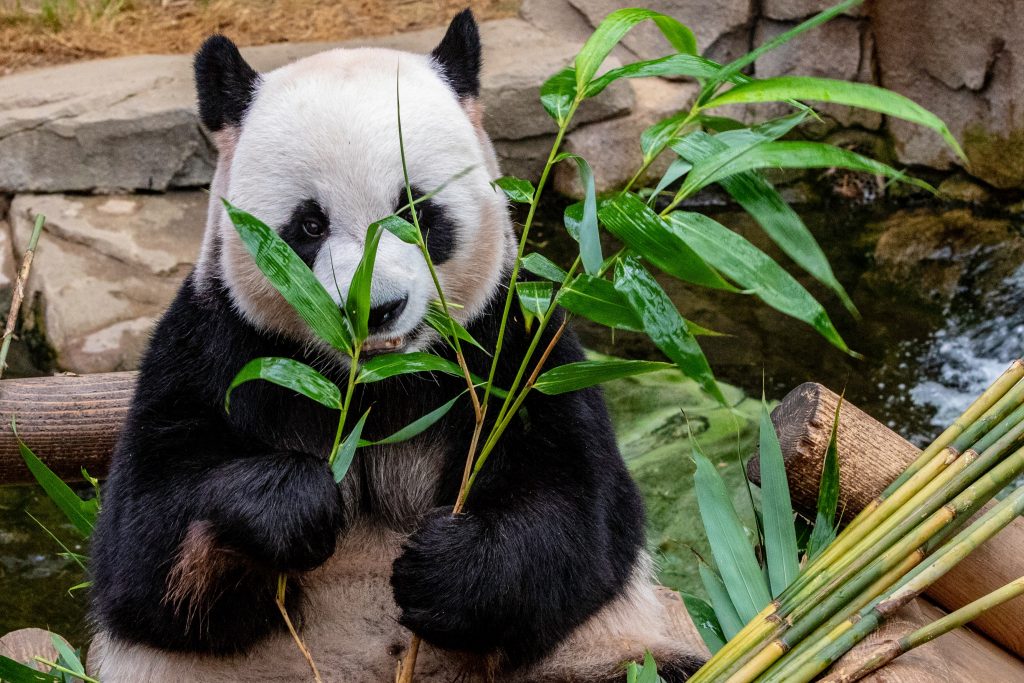Ein Pandabär lebt vegan und gesund, in dem er Grünzeug isst vor einem Bach mit Holz, Bambus und Steinen.